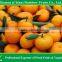2015 china fresh baby mandarin orange from Nanfeng Jiangxi area