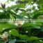 GMP Manufacture supply natural Magnolia Bark Extract/Cortex Magnolia Officinalis P.E