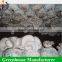 Low cost agricultural greenhouse for mushroom grow