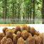 Indian Treated Teak forestry tree Seeds ( Tectona grandis )Swagon Rajasthan Asia