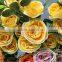 GNW FL-RS94-M-7CM High quality cheap Long stem artificial flower rose yellow for sale