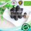 Vitamins Rich Food Peeled Black Garlic Single Bulb