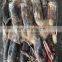 frozen giant squid peru squid dosidicus gigas equator squid