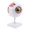 Biology 6 Times Human Eye Model Giant Eye Model Human Eye Anatomy for Science Teaching Medical Model
