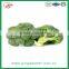 bulk packing fresh broccoli