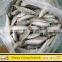 Frozen Round Scad Fish with Size 8-10