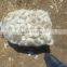Supplier Garlic White garlic