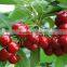China Cheap Canned Food Canned Fruit Canned Cherry