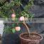 High Quality Apple Seedling