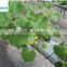 Greenhouse Growing Lettuce Density 60kg/m3 Agricultural Rock Wool for Sale