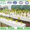 Multi-Span Agricultural Greenhouses Type and PC Sheet Cover Material Commercial Greenhouses