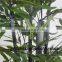LXY160404 Green Plant Bamboo Bonsai,Artificial Fence Bamboo