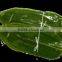 Natural Bamboo Leaves high quality bamboo leaves good Bamboo Leaves No pollution Fresh