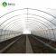 50x8m vegetable tomato single span PE plastic tunnel greenhouse sale