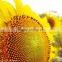 sunflower oil refine machine / production plant / refinery machine / equipment 10-1000PTD