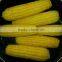 IQF frozen yellow sweet corn kernels