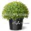 Wholesale Price Artificial Bonsai Plant Topiary Ball Bonsai Boxwood Ball Potted Plant