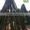 Moso bamboo pole big bamboo pole