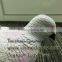 plastic pigeon decoys for hunting and garden decoration