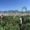 China Dried Fresh Goji Berry