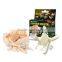 Small Dinosaur skeleton dig kit