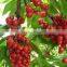 Dark Cherry Pie Filling or Topping