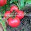 2016 High quality High yield Tomato seeds for growing- Tian Rui No.3