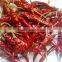 Indian Red Dry Chilli