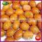 2016 New Sweet Organic Frozen Natural Chestnuts Food