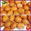 2016 IQF Sweet Organic Frozen Roasted Chestnut Kernel