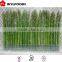 price of frozen green Asparagus green 2015 china