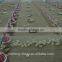 Poultry equipment/Broiler farm/Chicken pen
