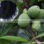 Agriculture Use Seaweed Fertilizer /Seaweed Extract Fertilizer