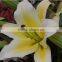 Export fragrant lily flower bridal banquet lily flower highly competitive price