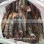 high protein illex squid