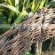 willow edging borders
