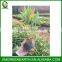 PHYLLOSTACHYS PUBESCENS -- moso bamboo small plant in plastic pots (3)