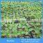 3-6mm Flower Hydroponics Expanded Perlite,Agricultural Perlite