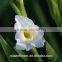 Best Hot Sale fresh cut flowers gladiolus in china From Kunming supplier
