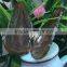 Colorful Agate Slice Natural Crystal Butterfly for Gift and Decoration