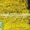 6CM Factory Wholesale Craft Pearlized Flower 2MM Stamens, Artificial Decoration Flower Pistils