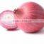 Fresh Onion Export to Dubai