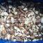 Hot Sales IQF Shiitake Mushroom With Best Price