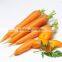 fresh carrots for sale