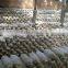 king oyster mushroom spawn growing kit