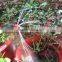 Drip irrigation AOD0170 sprinkler