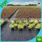 70gsm/80gsm/90gsm/100gsm Greenhouse black/green plastic pp ground cover weed barrier mat