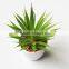wholesale ornamental plants small plastic succulent plant bonsai