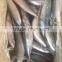 China origin Fish mackerel