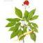 Ginseng Extract